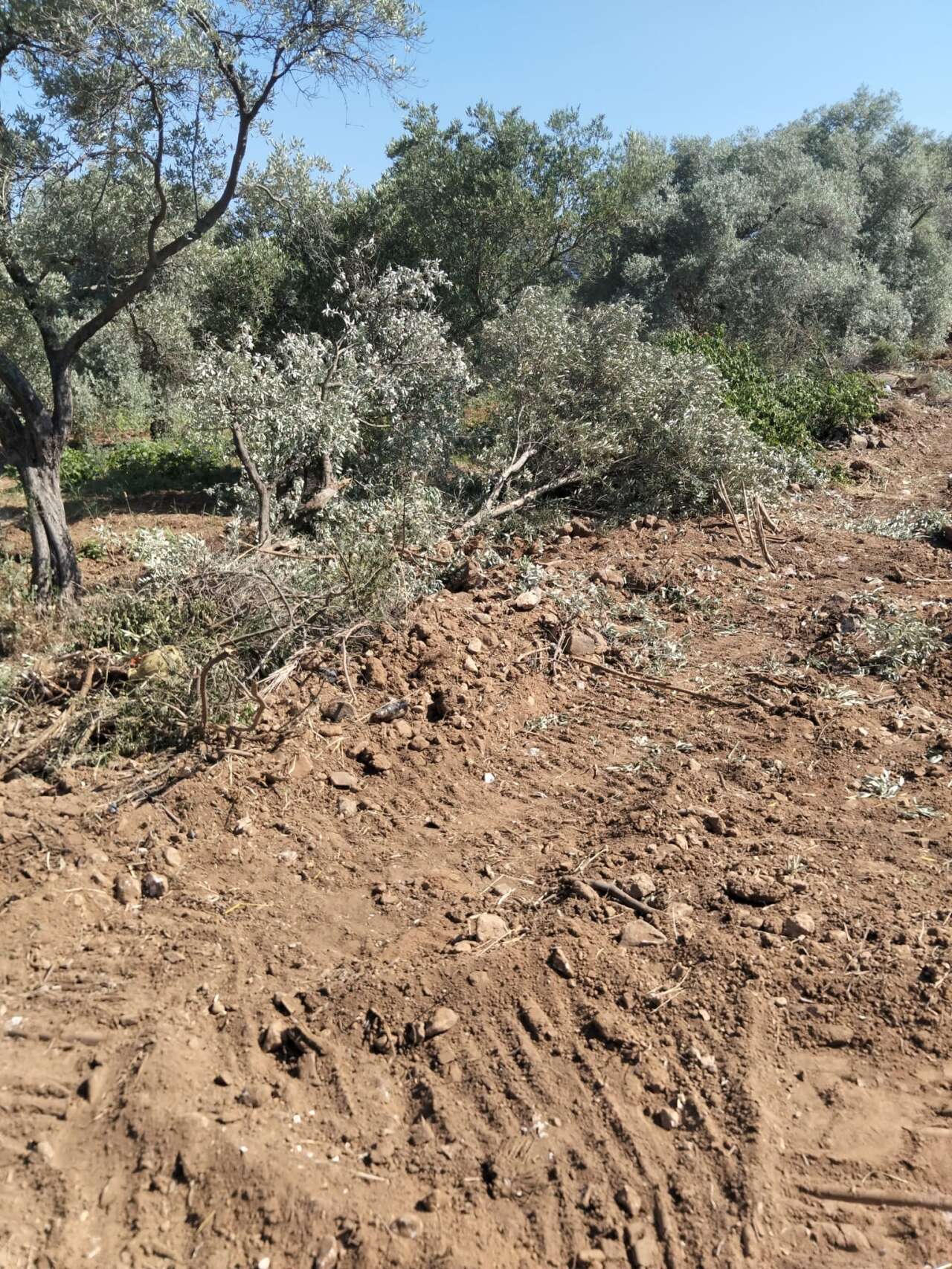 MUSKİ'nin Milas'taki Su Hattı Çalışmasında Asırlık Zeytin Ağaçlarının Zarar Gördüğü İddiası 1